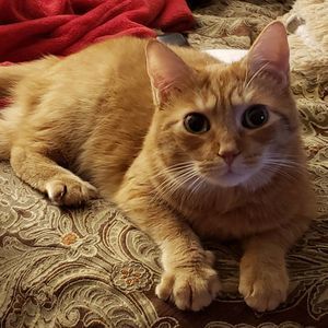 Meet your Posher, Marie